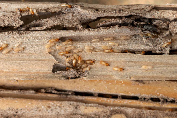Best Wildlife Control Services  in Rosedale, MD