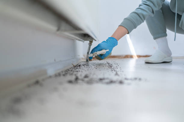 Flea Control Services in Rosedale, MD